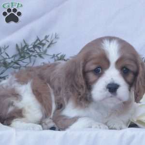 Flame, Cavalier King Charles Spaniel Puppy